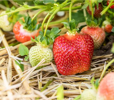 Fragaria x ananassa 'Asia' Fragaria x ananassa 'Asia'
