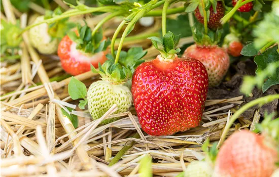 Fragaria x ananassa 'Asia'