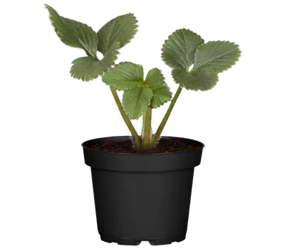 Fragaria x ananassa 'Mara des Bois' Fragaria x ananassa 'Mara des Bois'