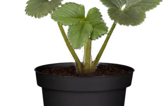 Fragaria x ananassa 'Mara des Bois' 