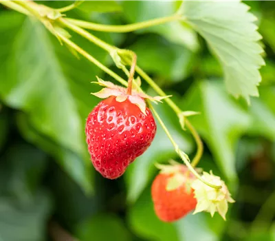 Fragaria x ananassa 'Wädenswil 6' Fragaria x ananassa 'Wädenswil 6'