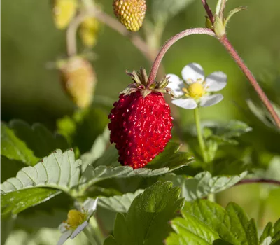 Fragaria vesca Fragaria vesca
