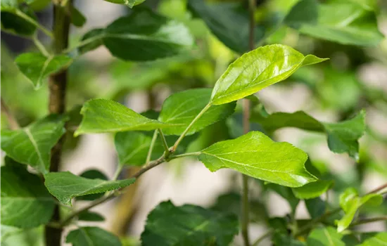 Malus domestica 'Ariwa'