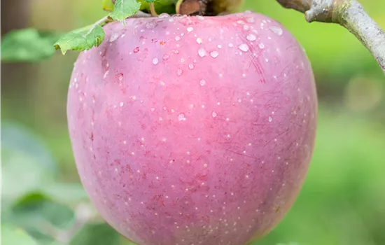 Malus domestica 'Florina'