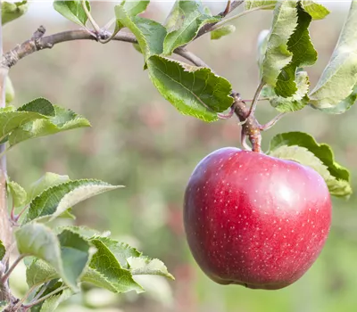 Malus domestica 'Galiwa' Malus domestica 'Galiwa'