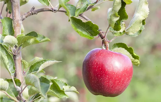 Malus domestica 'Galiwa'