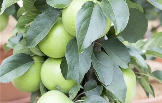 Malus domestica 'Goldlane'