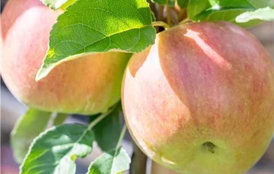 Malus domestica 'Idared'