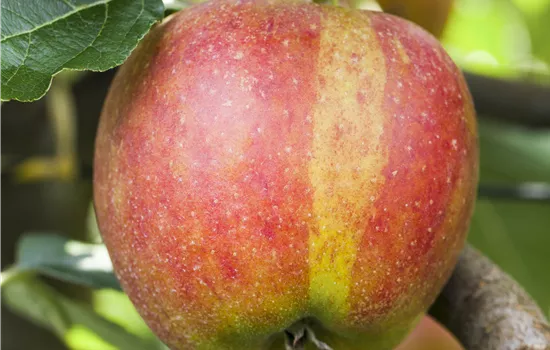 Malus domestica 'Karneval'