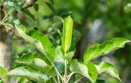 Malus domestica 'Lambada'