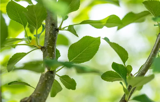 Malus domestica 'Opal'