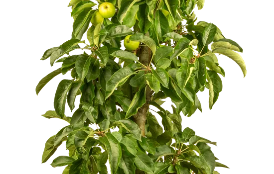 Malus domestica 'Pomforyou' (Lancelot)