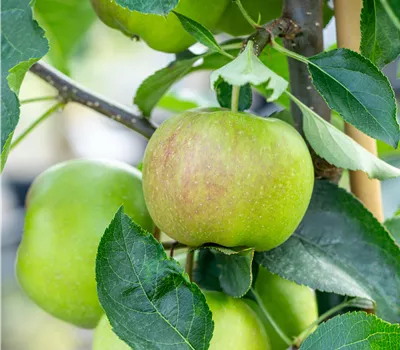 Malus domestica 'Sirius' Malus domestica 'Sirius'