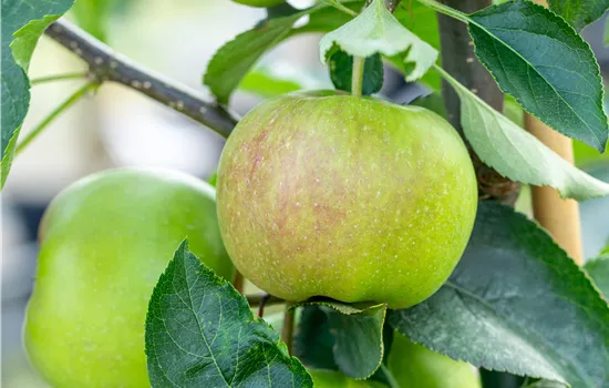 Malus domestica 'Sirius'