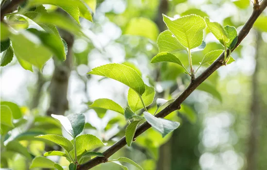 Malus domestica 'Spartan'