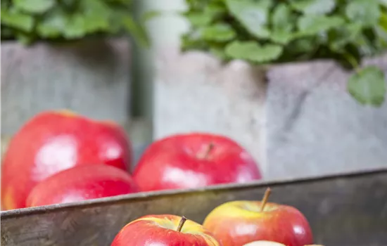 Malus domestica 'Topaz'