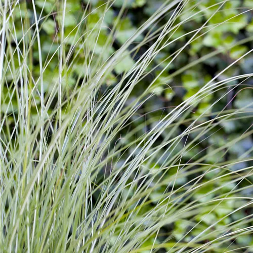 Miscanthus sinensis 'Gracillimus' Miscanthus sinensis 'Gracillimus'