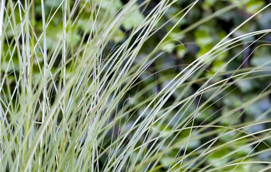 Miscanthus sinensis 'Gracillimus' 