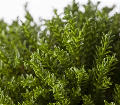 Hebe 'Green Feeling New Zealand' Hebe 'Green Feeling New Zealand'