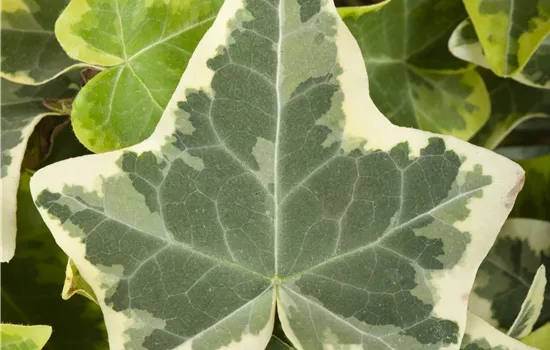 Hedera helix 'Glacier'