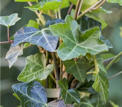 Hedera helix 'Hibernica' Hedera helix 'Hibernica'