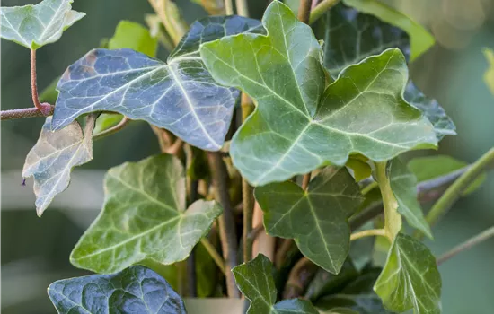 Hedera helix 'Hibernica'