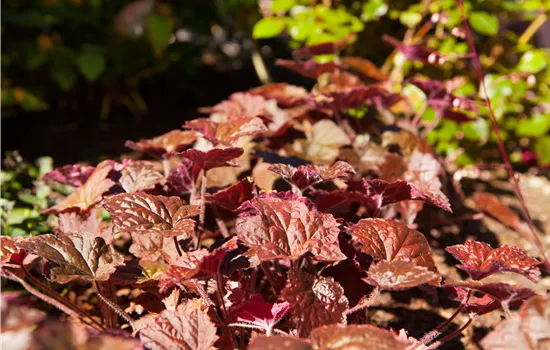Heuchera hybriden 'Cherry Cola'