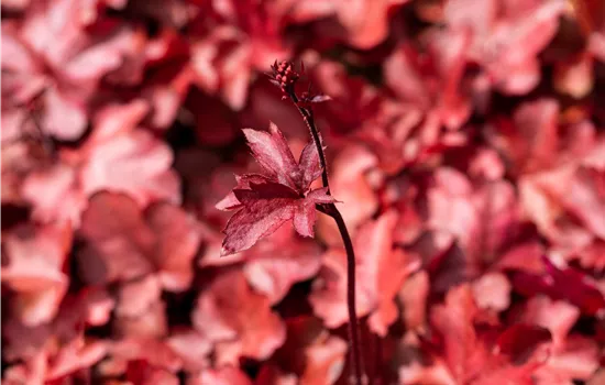 Heuchera hybriden 'Fire Chief'