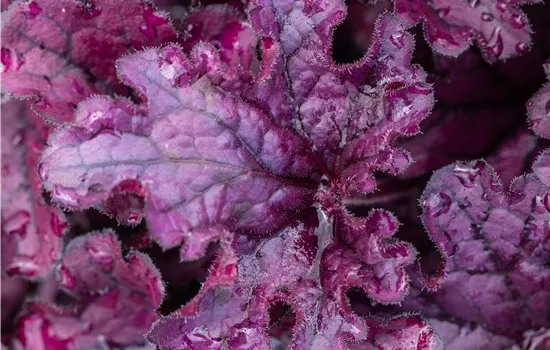 Heuchera hybriden 'Forever Purple'