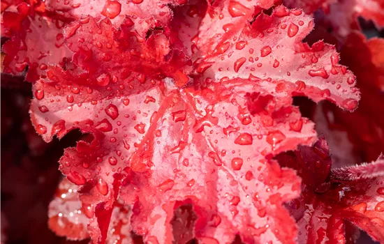 Heuchera hybriden 'Forever Red'