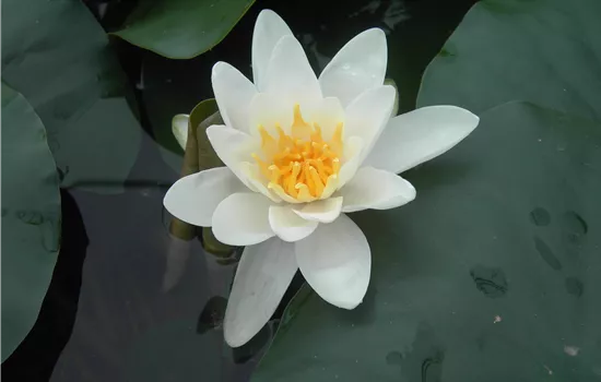 Nymphaea hybrid 'Gladstoniana'