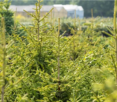 Picea abies Picea abies