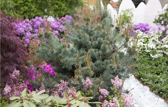 Pinus parviflora 'Negishi' 