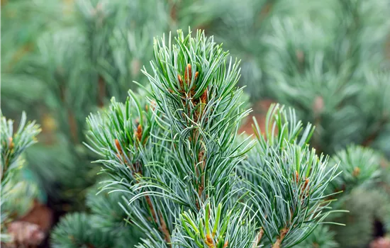 Pinus parviflora 'Tempelhof' 