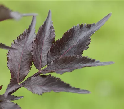 Sambucus nigra 'Black Beauty' Sambucus nigra 'Black Beauty'