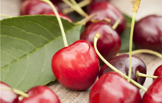 Prunus avium 'Summit'