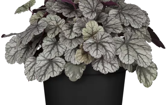 Heuchera hybriden 'Neptune'