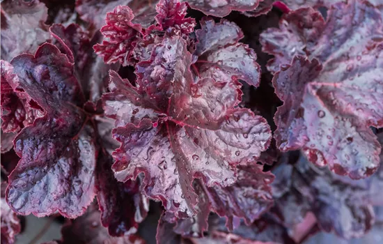 Heuchera hybriden 'Obsidian'