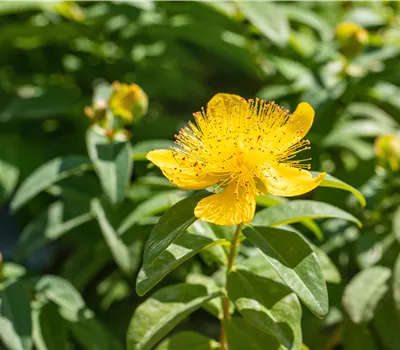 Hypericum calycinum Hypericum calycinum