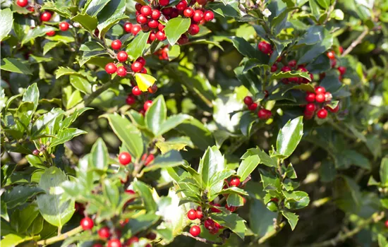 Ilex aquifolium