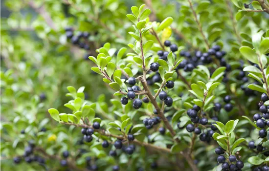 Ilex crenata 'Convexa'