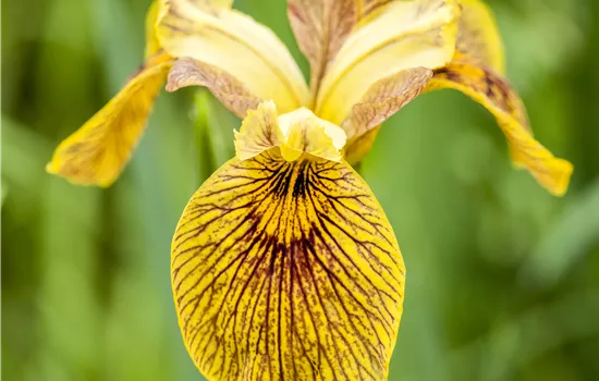 Iris pseudacorus