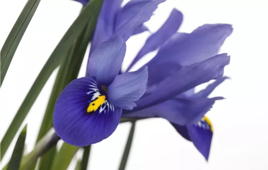 Iris versicolor