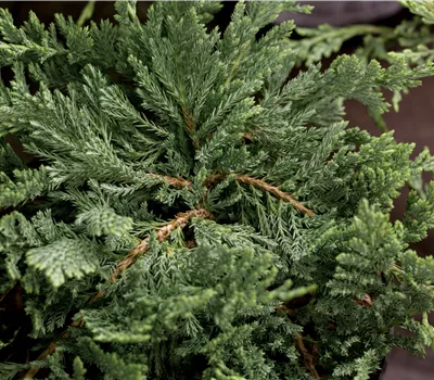 Juniperus horizontalis 'Blue Chip' Juniperus horizontalis 'Blue Chip'