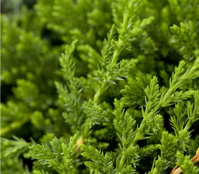 Juniperus horizontalis 'Prince of Wales' Juniperus horizontalis 'Prince of Wales'