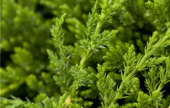 Juniperus horizontalis 'Prince of Wales' 