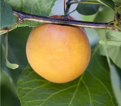 Prunus armeniaca 'Goldrich' Prunus armeniaca 'Goldrich'