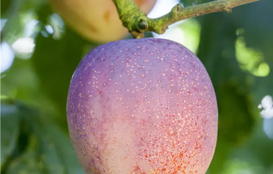 Prunus domestica 'Belle de Paris'