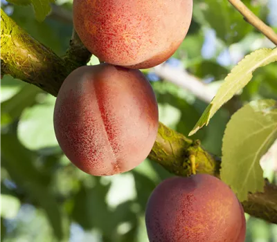 Prunus armeniaca 'Bergeron' Prunus armeniaca 'Bergeron'