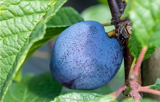 Prunus domestica 'Cacaks Schöne'